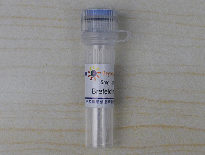 Brefeldin A (蛋白转运抑制剂)